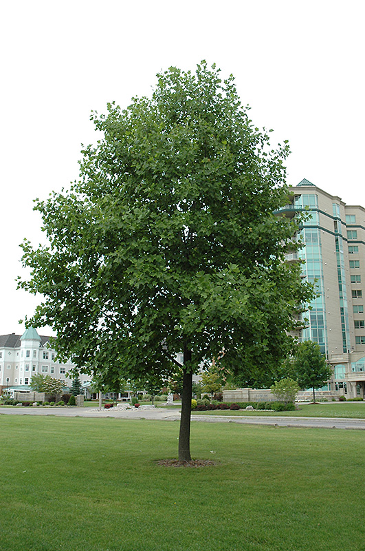 Árboles ornamentales: Tulípero de Virginia (Liriodendron tulipifera)