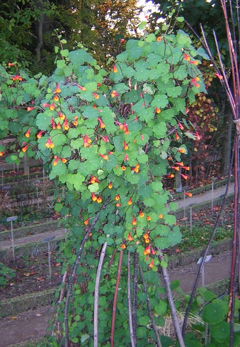 La papa amarga (Tropaeolum tuberosum): Características generales