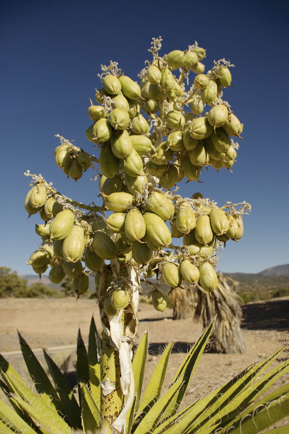 Banana yucca (Yucca baccata): Cultivo, riego y poda