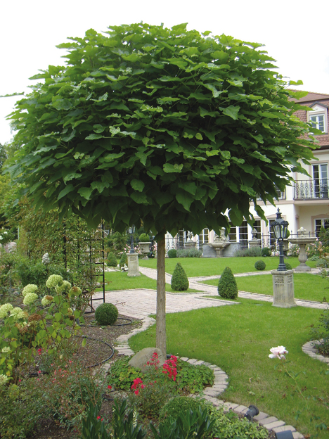 Árboles ornamentales: Catalpa (Catalpa bignonioides)
