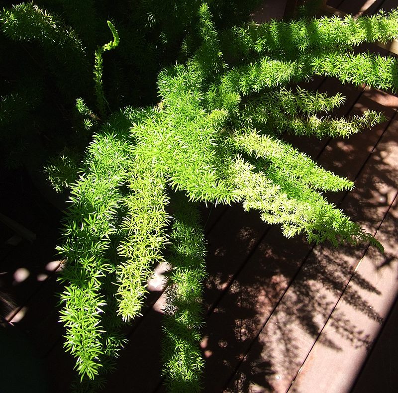 Espárrago helecho (Asparagus aethiopicus): Características y cultivo