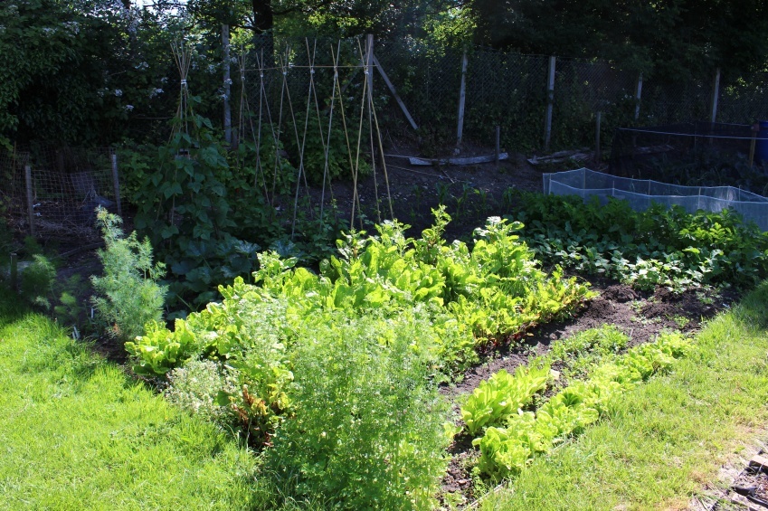 Qué verduras y hortalizas pueden sembrarse en un área sombreada
