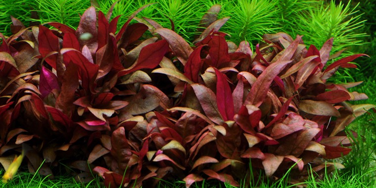 Plantas acuáticas: La Alternanthera reibeckii