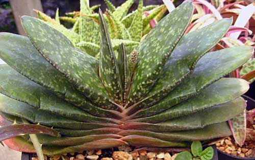 Plantas suculentas: La Gasteria brachyphylla