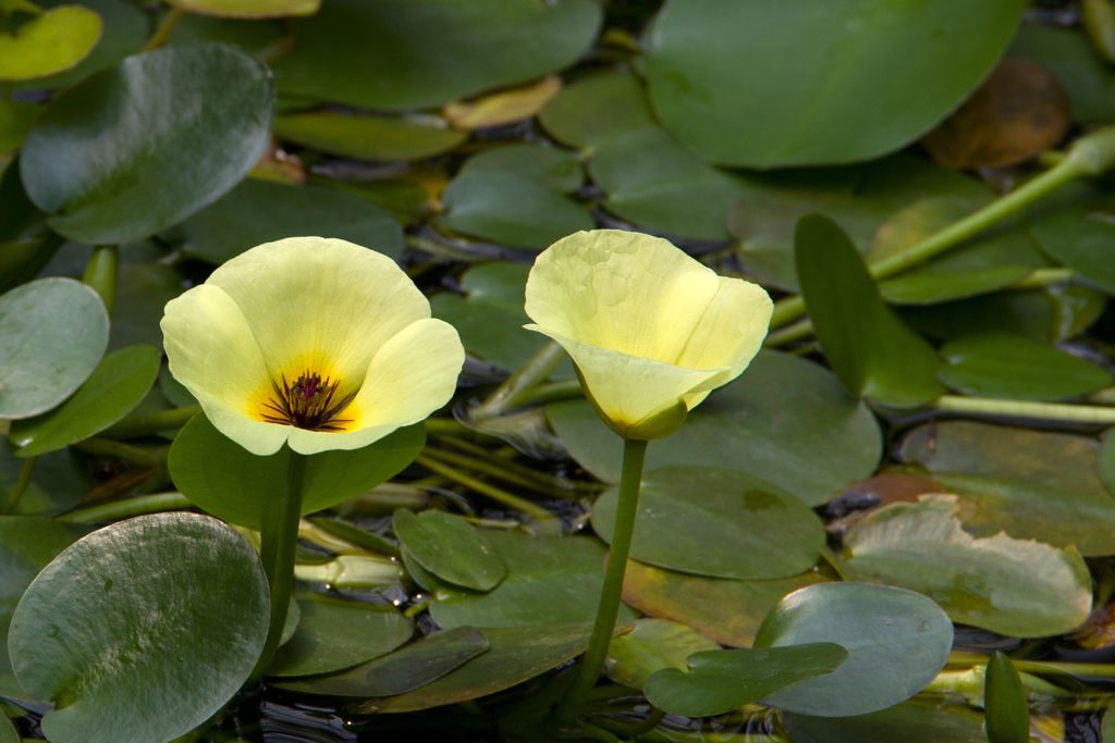 no entrega a domicilio bueno Flores acuáticas: La amapola de agua (Hydrocleys nymphoides) Acuaticas -  Flor de Planta