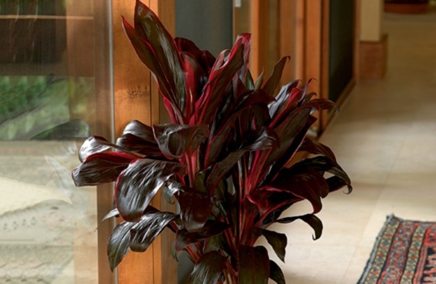 Plantas de interior: La drácena (Cordyline fructicosa)