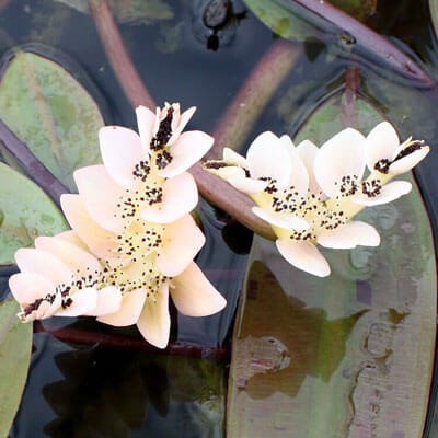 Plantas acuáticas: El espino de agua (Aponogeton distachyos)