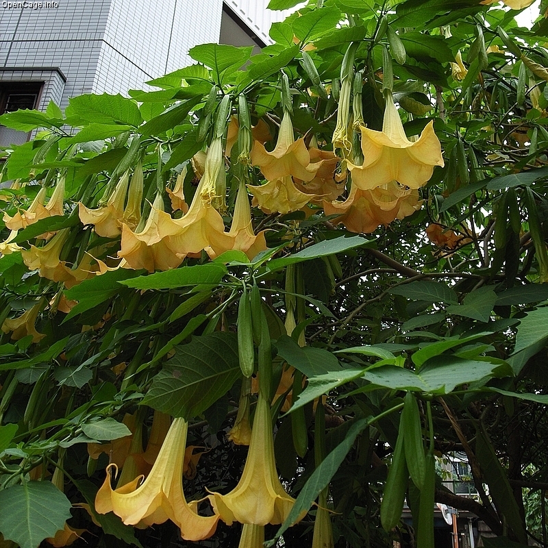 Plantas para terrazas y patios: El floripondio (Brugmansia suaveolens)