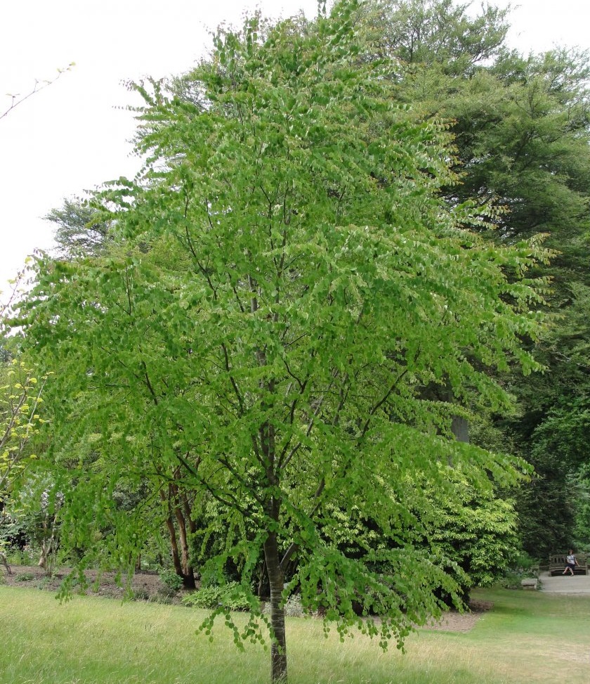 Katsura (Cercidiphyllum japonicum): Características y cuidados