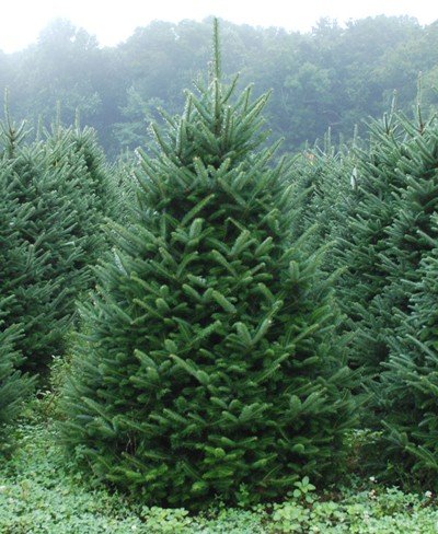 Árboles ornamentales: El abeto Fraser (Abies fraseri)