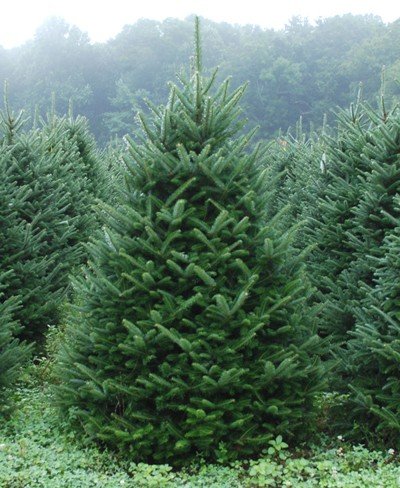 Árboles ornamentales: El abeto Fraser (Abies fraseri) Arboles - Flor de Planta