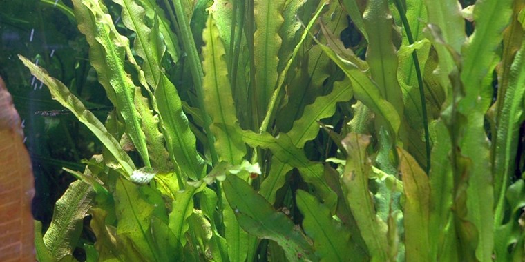 Plantas acuáticas: El Aponogeton crispus