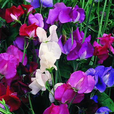 Arvejilla o arveja melodiosa (Lathyrus odoratus): Trucos para obtener mejores plantas