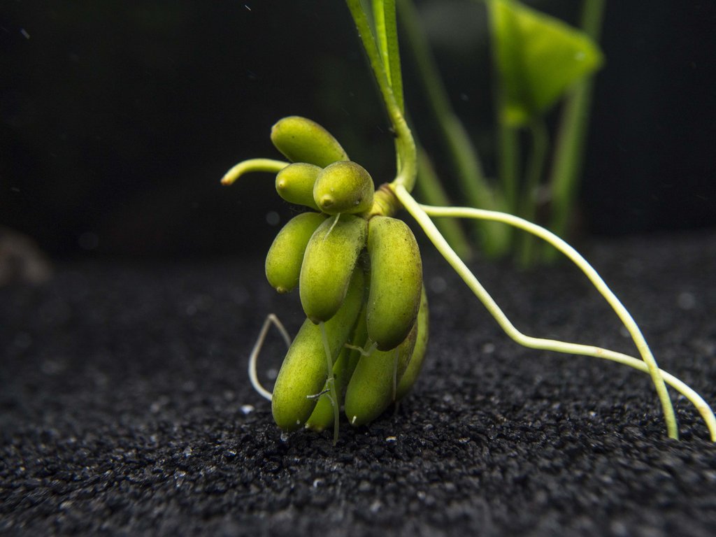 Banano acuático (Nymphoides aquatica): Características y cultivo