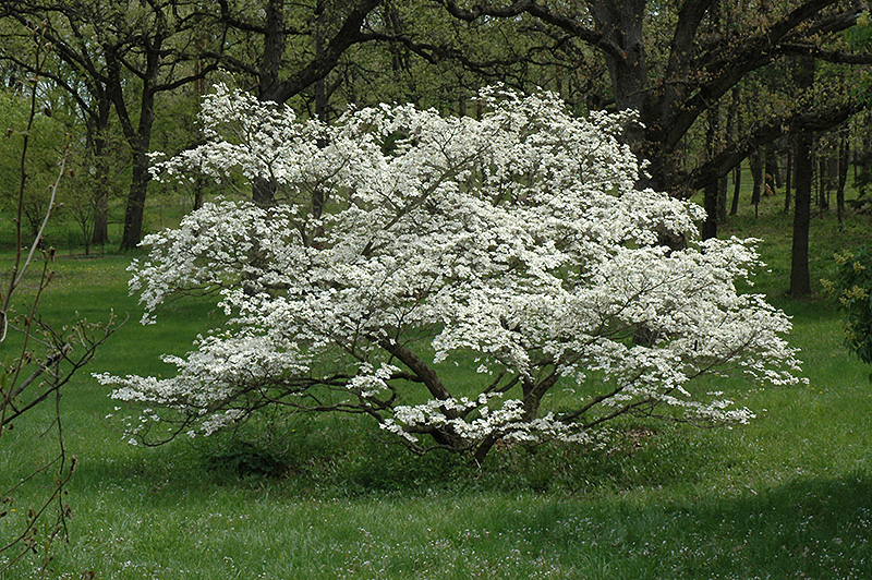 Árboles ornamentales: Cornejo florido (Cornus florida)
