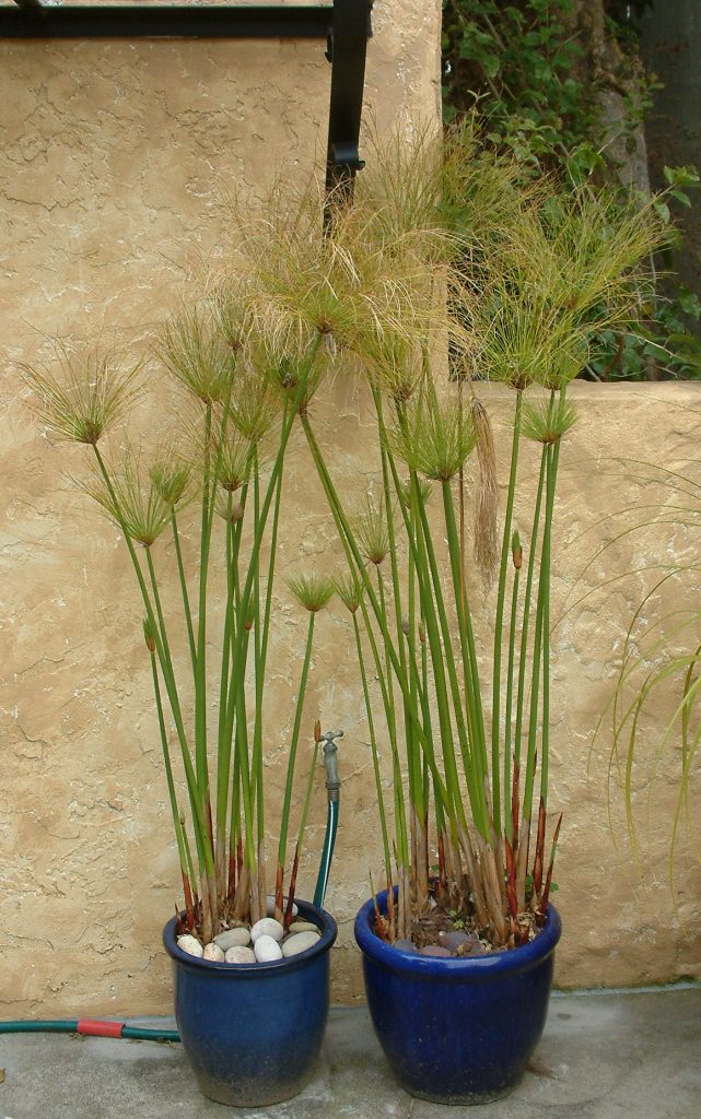 El papiro (Cyperus papyrus): Características y cultivo Acuaticas - Flor de  Planta