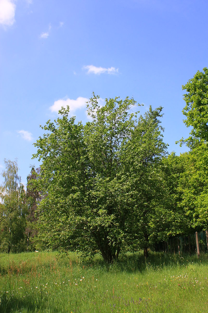 Árboles ornamentales: El aliso gris (Alnus incana)