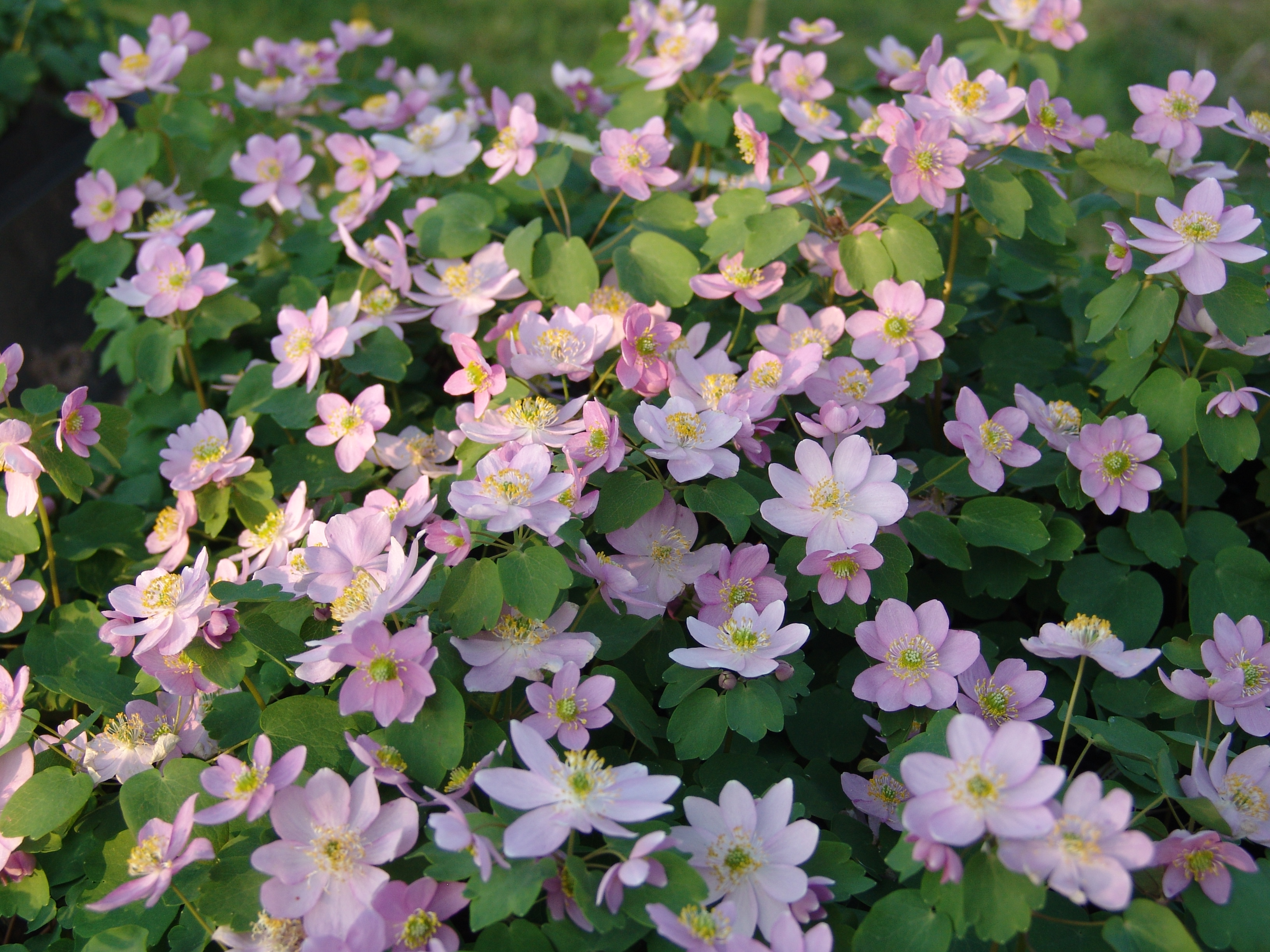 Anémona ruda (Thalictrum thalictroides): Características generales y cultivo