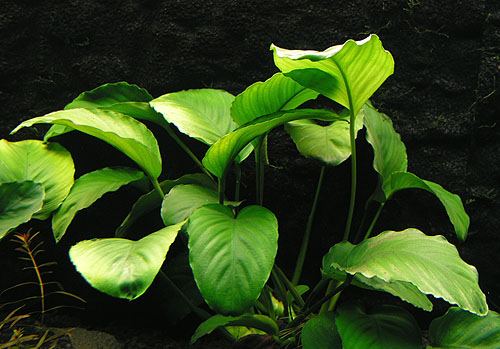 Plantas acuáticas: Anubias barteri