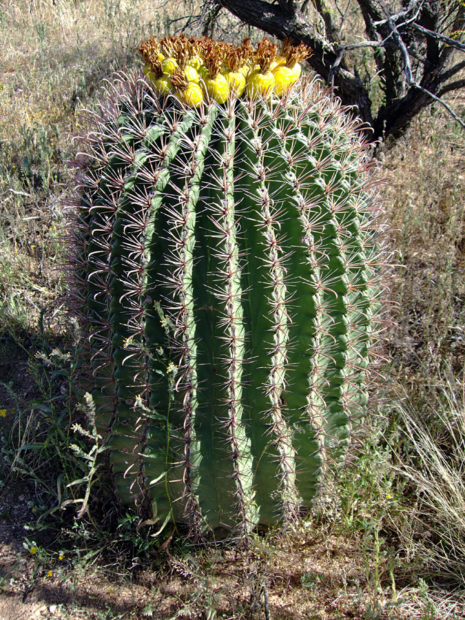 Biznaga de agua (Ferocactus wislizenii): Características y cultivo ...