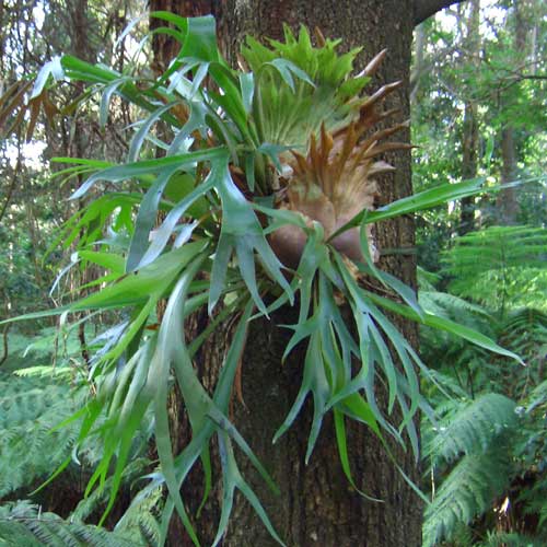 Helechos: El cuerno de alce (Platycerium bifurcatum)