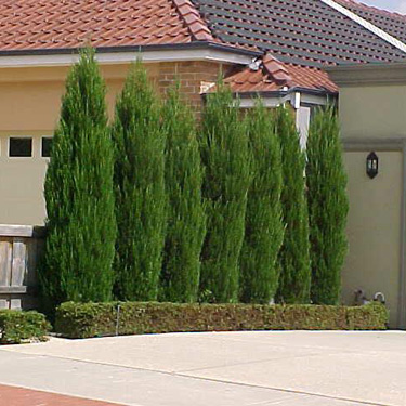 Árboles ornamentales: Enebro de la China (Juniperus chinensis)