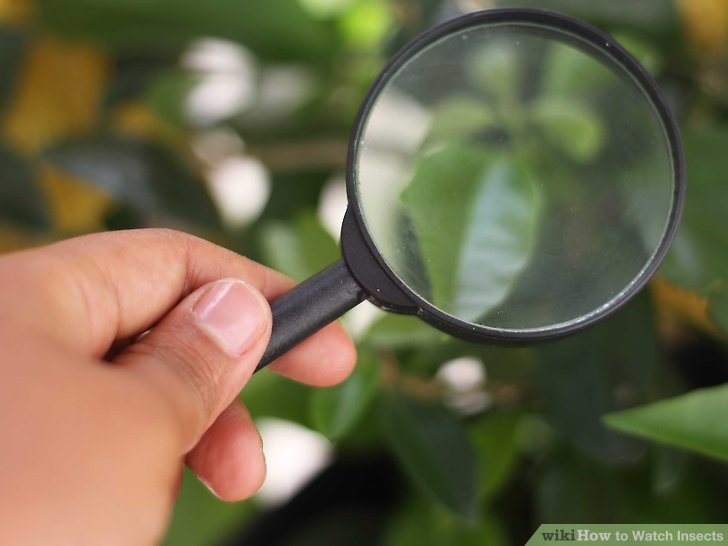 Consejos para tener plantas saludables