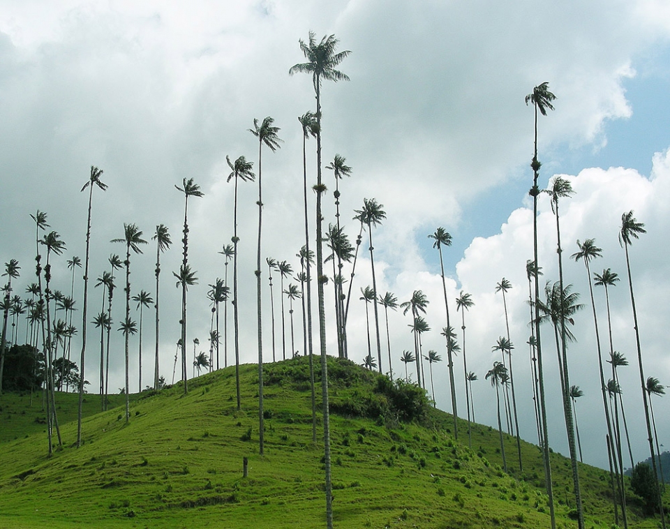 Palmeras ornamentales: La palma de cera del Quindío (Ceroxylon quindiuense)