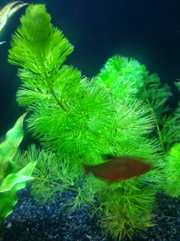 Plantas acuáticas: Cola de zorro (Ceratophyllum demersum)