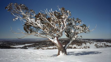 Árboles ornamentales: El eucalipto de nieve (Eucalyptus pauciflora)