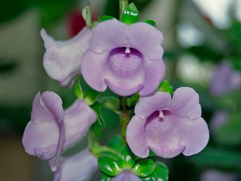 Gloxinia perennis: Características y cultivo Flores - Flor de Planta