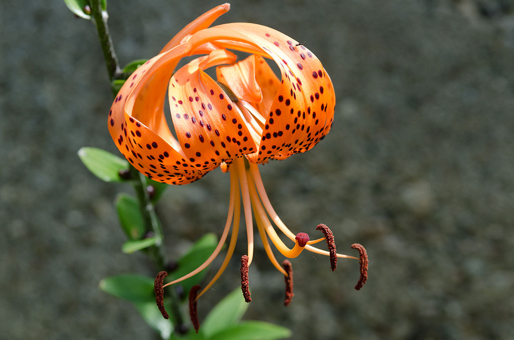 Lirio de tigre (Lilium lancifolium): Cultivo, riego y cuidados