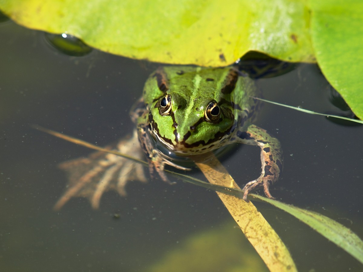 Cómo atraer ranas al jardín