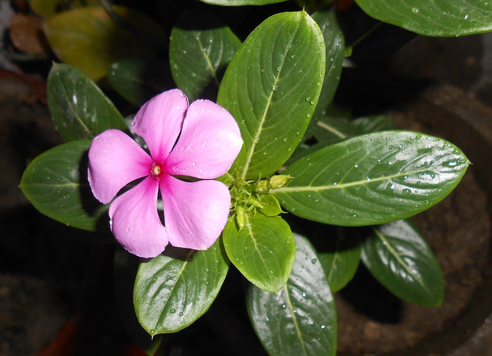Vinca rosada (Catharantus roseus): Cultivo, riego y cuidados