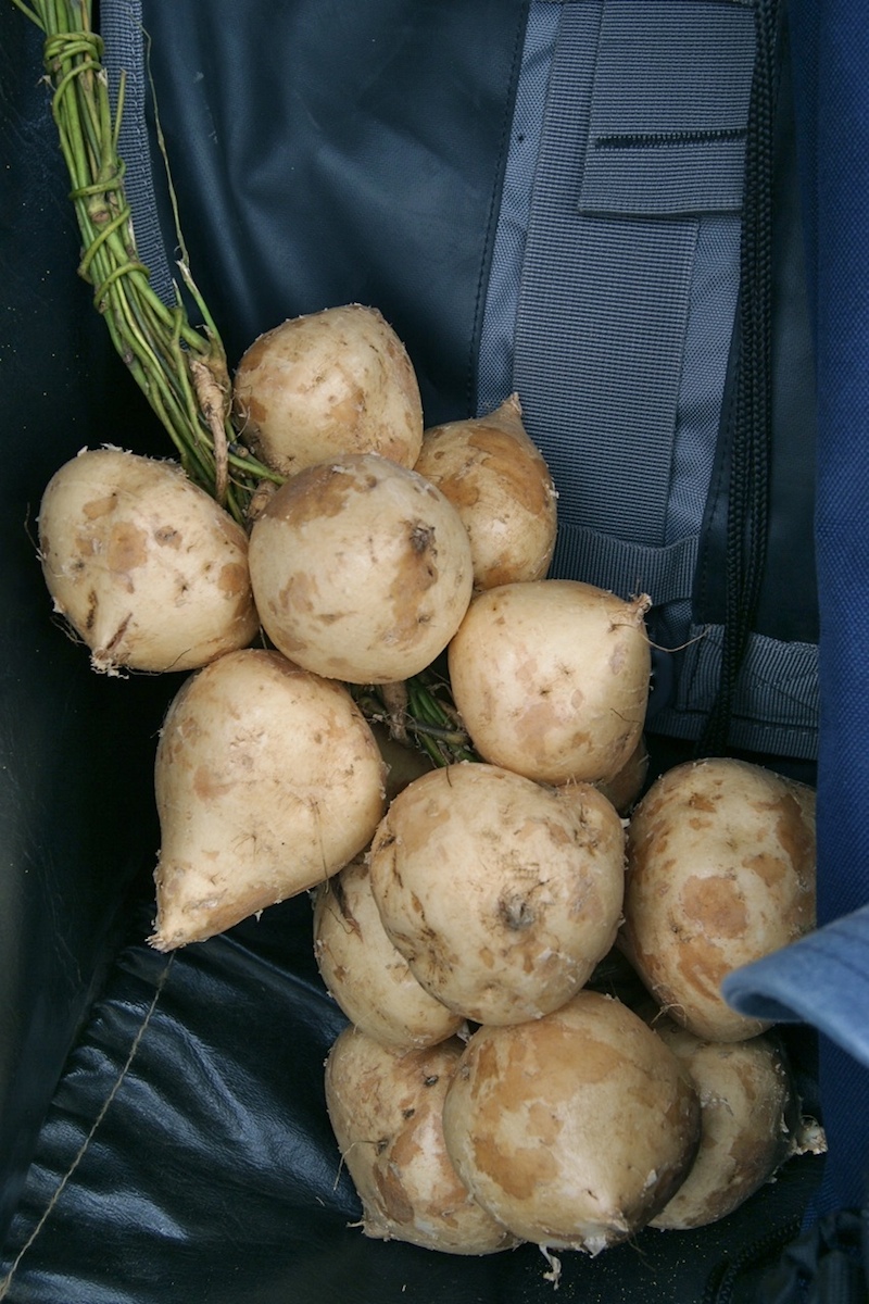 Jicama (Pachyrhizus erosus): Características generales y cultivo