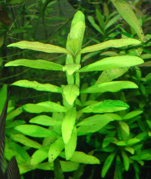 Plantas acuáticas: La Hygrophila polysperma