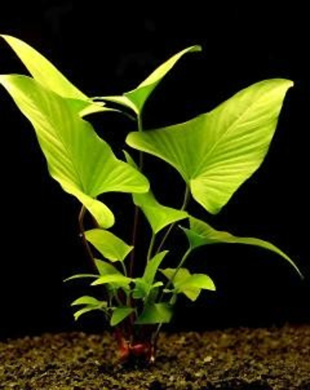 Plantas acuáticas: Anubias gracilis