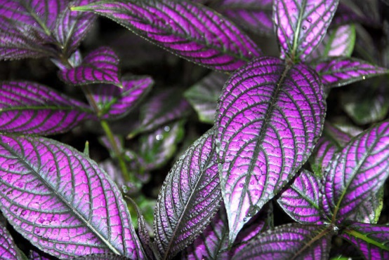Plantas ornamentales: El escudo persa (Stronilanthes dyerianus)