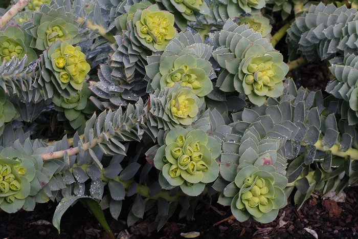 Decorativa pero invasiva: Qué es la Euphorbia myrsinites