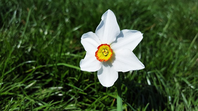 El narciso de los poetas (Narcissus poeticus): Características y cultivo
