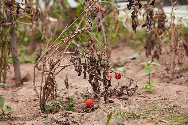 Cómo limpiar la huerta antes de la llegada del frío