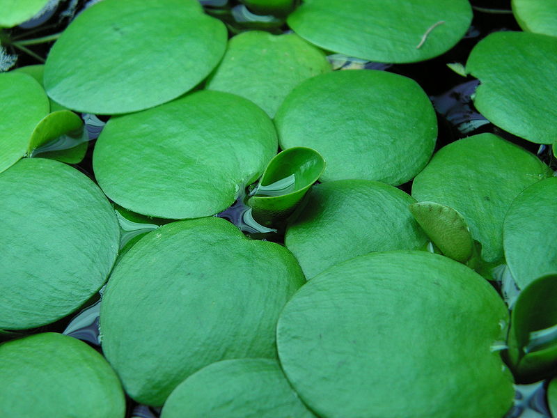 Plantas acuáticas de crecimiento rápido: La Limnobium laevigatum