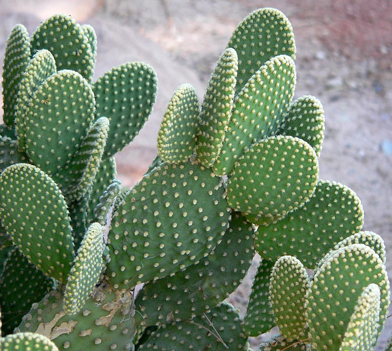 Cactus: Cultivo de la Opuntia microdasys