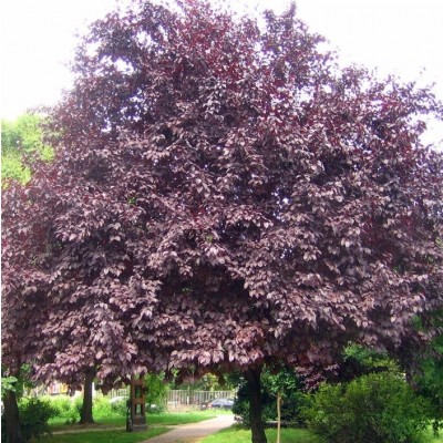 Árboles ornamentales: El cerezo de jardín (Prunus cerasifera)