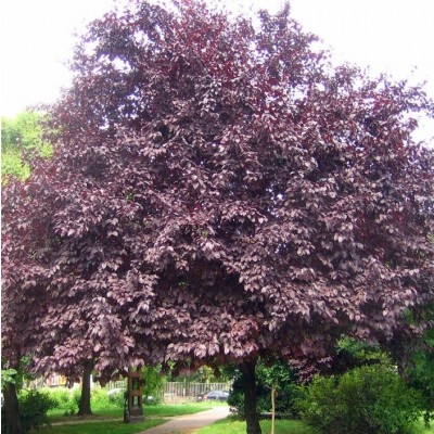 Árboles ornamentales: El cerezo de jardín (Prunus cerasifera) Arboles - Flor  de Planta