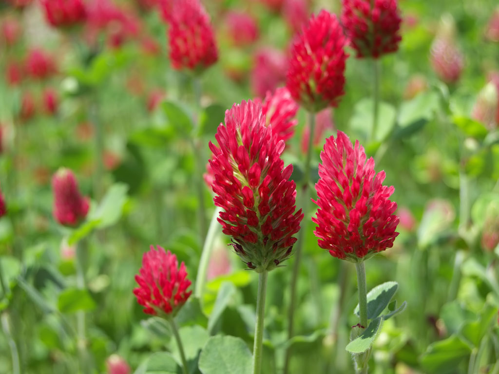 Trébol encarnado (Trifolium incarnatum): Características y cultivo