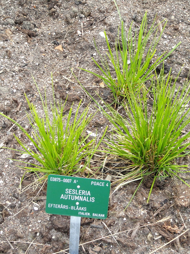 Césped de temporada fría: La Sesleria autumnalis