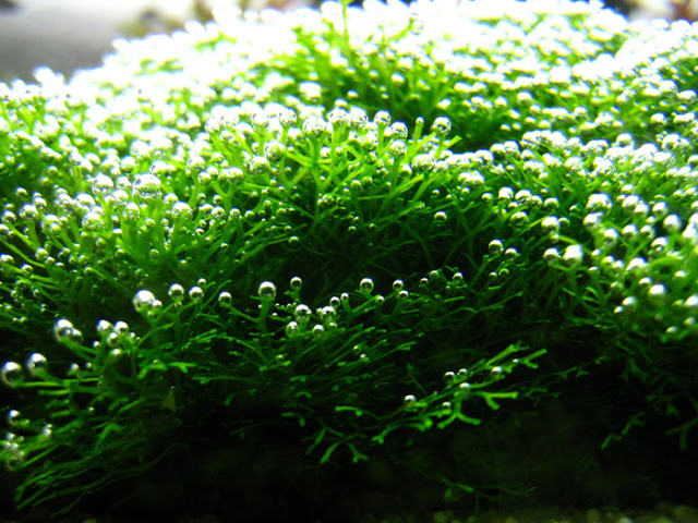Plantas acuáticas: La Riccia fluitans