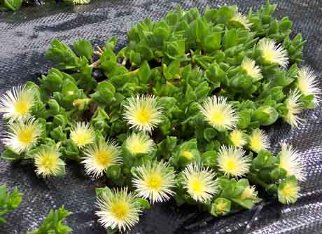 Plantas suculentas: La kanna (Sceletium tortuosum)
