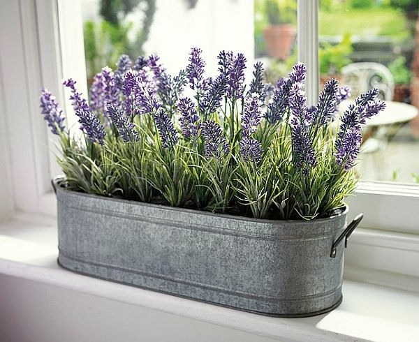 Plantas de interior para alejar a los insectos de casa